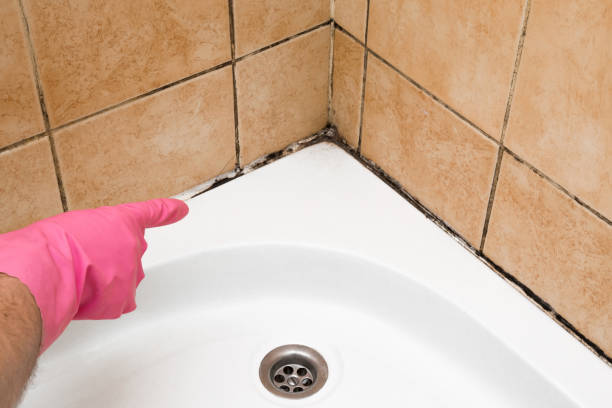 Professional Mold Removal in Lake Charles, LA